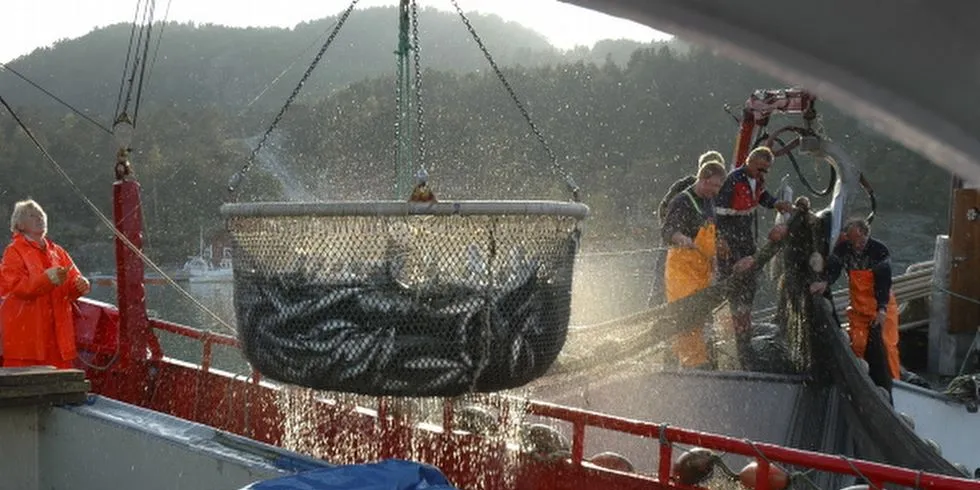 Harald Nøstbakken leverer levende låssatt makrell med båten "Nøstbakk" til føringsbåten "Lasol" i 2006. Arkivfoto: Kjartan Mæstad.