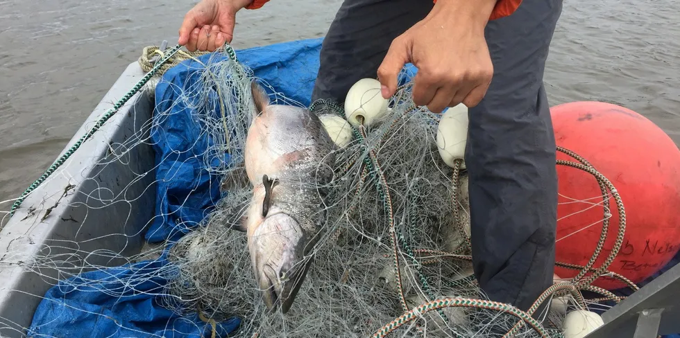. The Kuskokwim River Inter-Tribal Fish Commission is asking the US pollock industry to impose a chum salmon bycatch cap to help subsistence users.