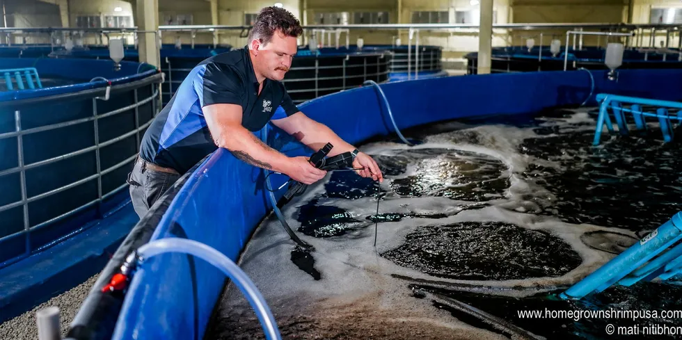 Indoor shrimp farmer Homegrown Shrimp, owned by Thai conglomerate CP Foods, has been forced to freeze or sell off much of its production since launching last year as a supplier of fresh shrimp to the Florida market.