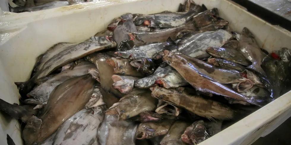 Skipper unnlot å rapportere over 10 tonn blåkveite fisket over tre dager.