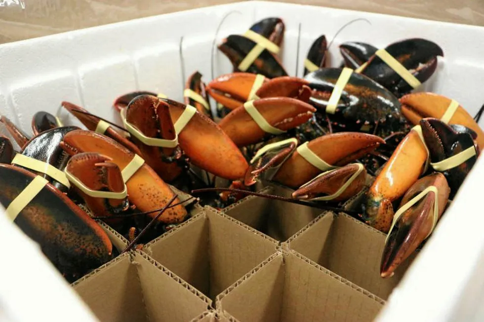 Maine lobster has been hard hit by trade tariffs.