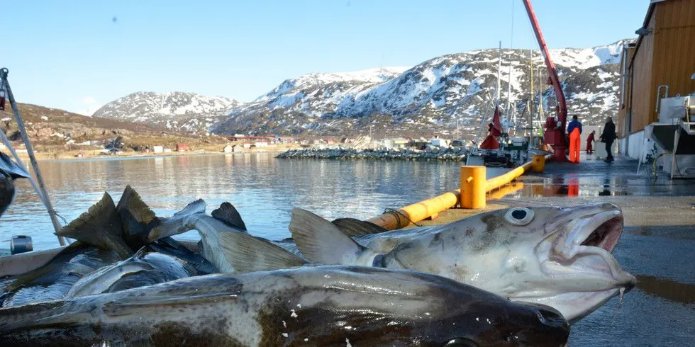 Om halvannen uke innføres det en prøveordning med ny minsteprismodell for torsk. Foto: Rune Ytreberg