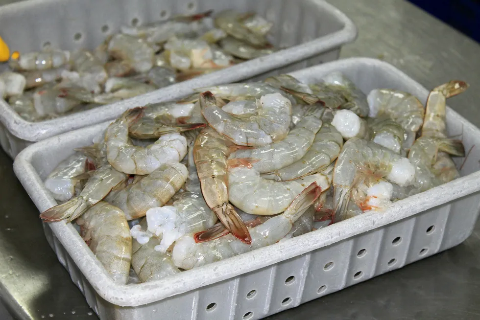 Ecuador shrimp processing plant. Songa.
