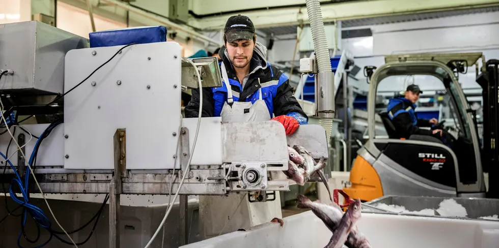 Å tre ut av EØS vil utløse behov for forhandlinger. Det vil skape problemer og usikkerhet for norsk fiskerinæring og all annen eksportrettet næring, mener Venstre. Her sorterer fiskearbeider Leif Edgar Markussen (30) fisk, mens fiskearbeider Joakim Rasmussen (23) kjører truck.