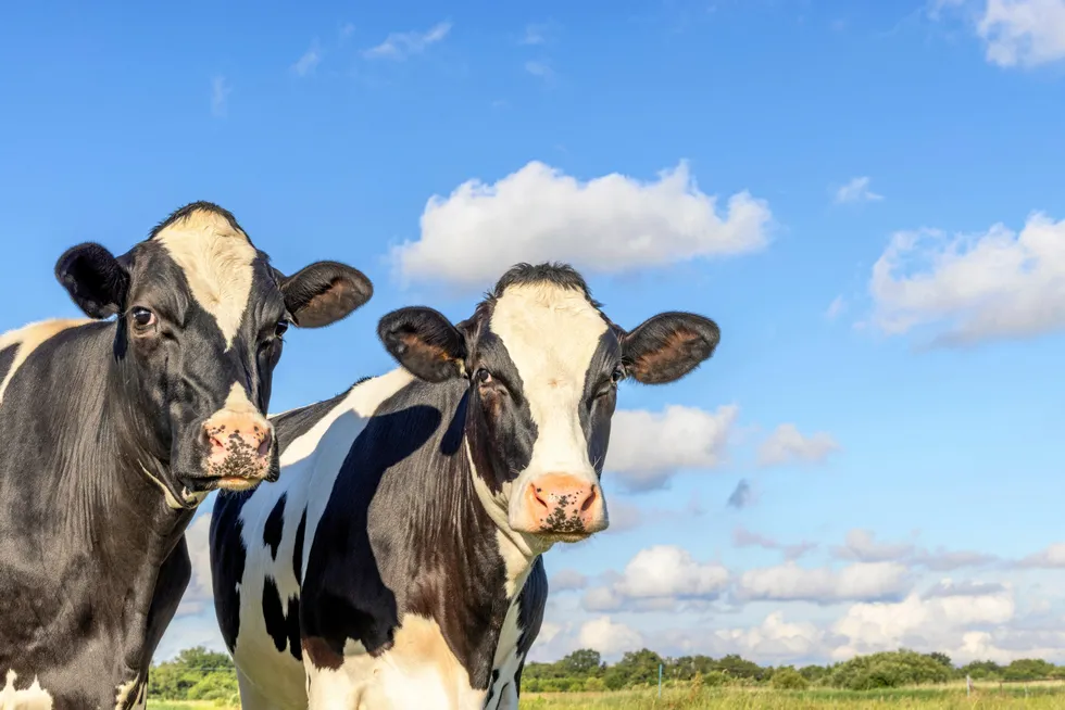 Two cows' heads side by side.