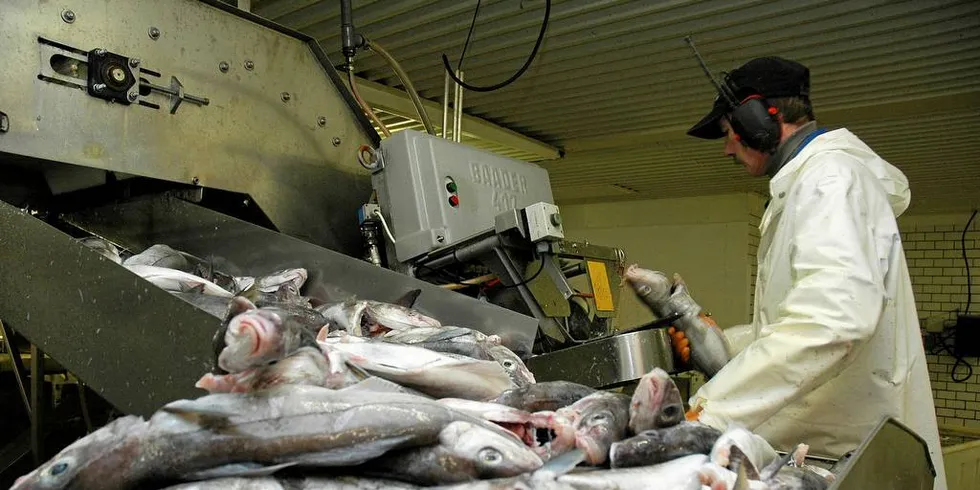 UHOLDBART: Kontrollmyndighetene har avdekket en rekke ulovligheter ved fiskebruk i Vesterålen og Lofoten. Det er ødeleggende for en hel næring, skriver Fiskeribladet på lederplass.Foto: Are Kvistad