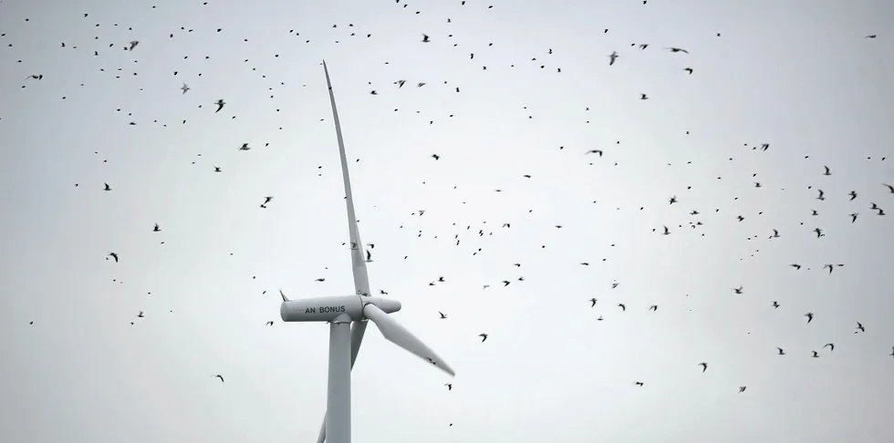Birds fly past wind turbines near Husum, northern Germany.