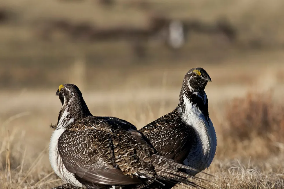 Overhaul: for greater sage grouse protection plan