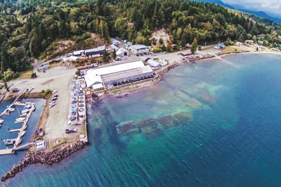 The BAP-certified oyster hatchery is located in Quilcene Bay.