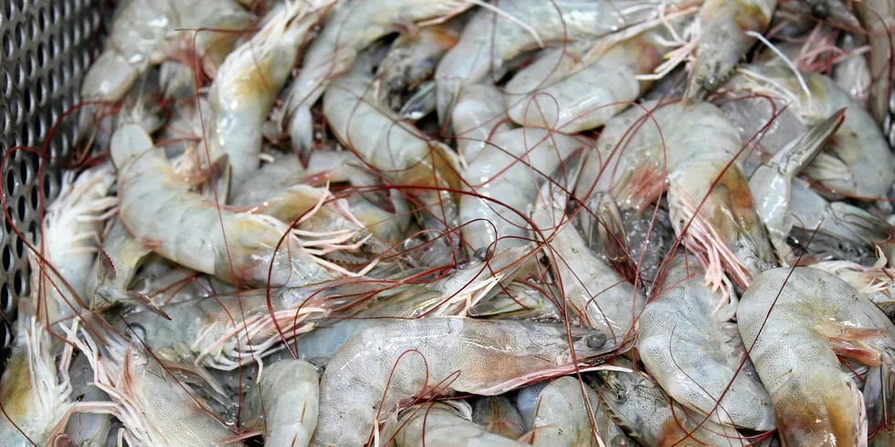 Farmed shrimp