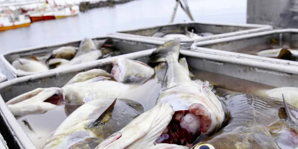 BØTELAGT: Skipperen og rederen på «Hovden Viking» er bøtelagt for å ha tatt for mye «kokfisk» fra en snurrevadfangst som han leverte på Værøy i 2016.Ill.foto: Arne Fenstad