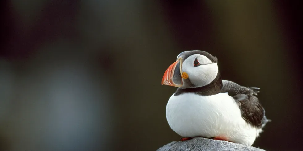 RSPB Scotland claimed puffins were among the birds threatened by offshore wind development