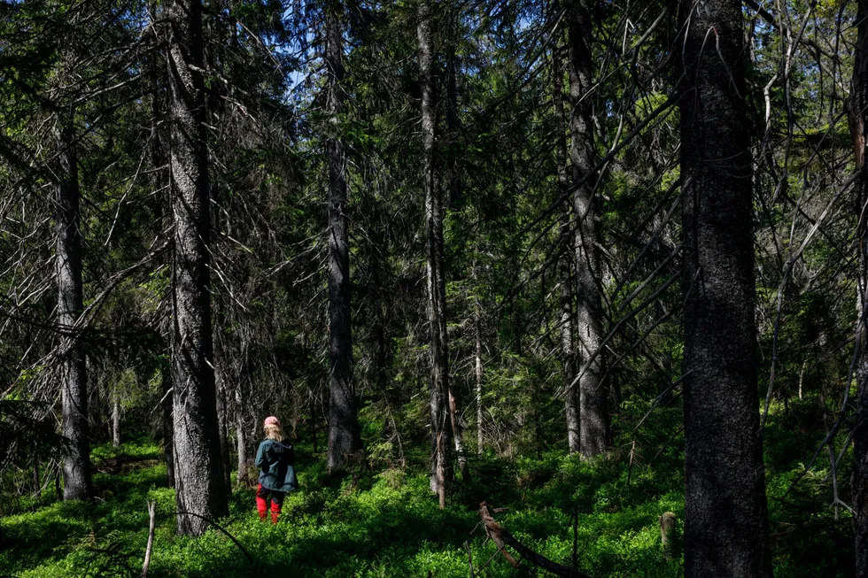 Det er et paradoks at EUs regler kun gjelder for avskoging til jordbruksformål og ikke til utbygging av veier og bygninger, skriver Arne Rørå.