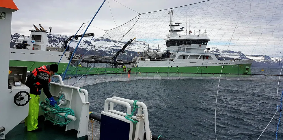 Mottak av smolt på Laxars lokalitet Sigmundurhus i Reydarfjördur på Island.