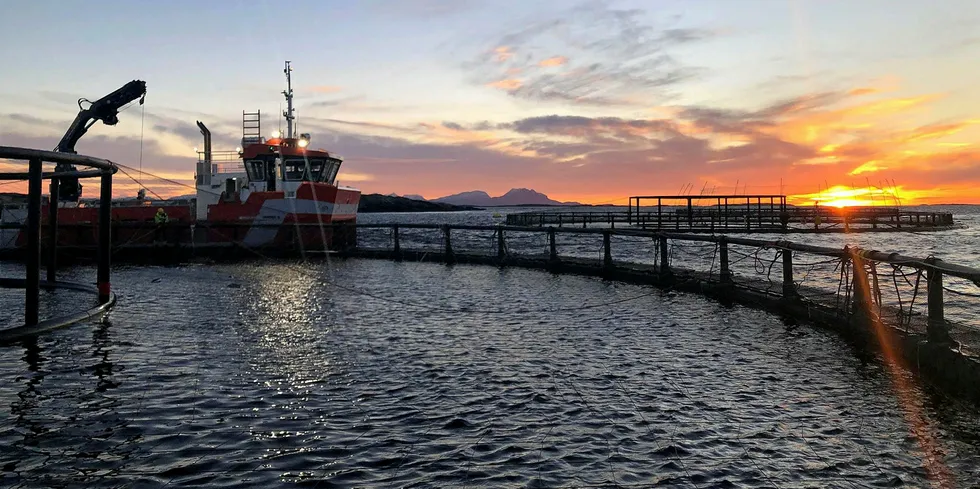 Lovundlaks er blant dem som er med i et nytt forskningsprosjekt. Her fra lokaliteten Vardskjæret på Helgelandskysten i Nordland.