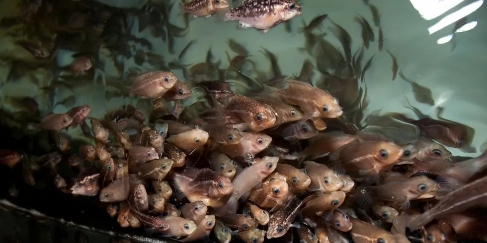 Berggylte (leppefisk) beskattes hardt i enkelte områder. Hvilken innvirkning dette har på lokale fjordsystemer vet vi for lite om. Arkivfoto: Thor Nielsen