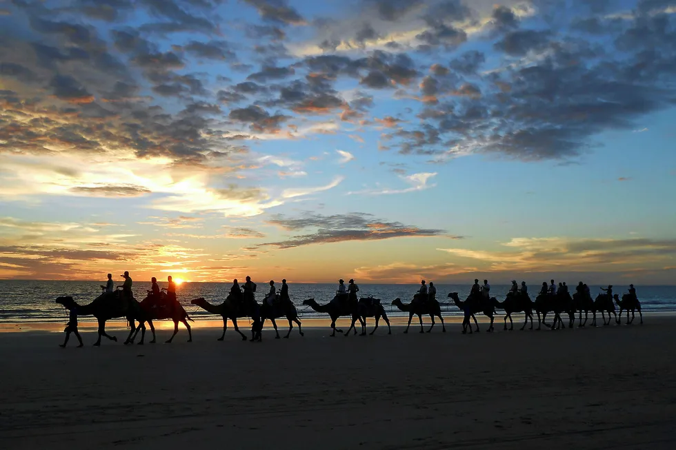 Pre-FEED: a camel train on a sunset safari along Cable Beach on the northern coast of Western Australia