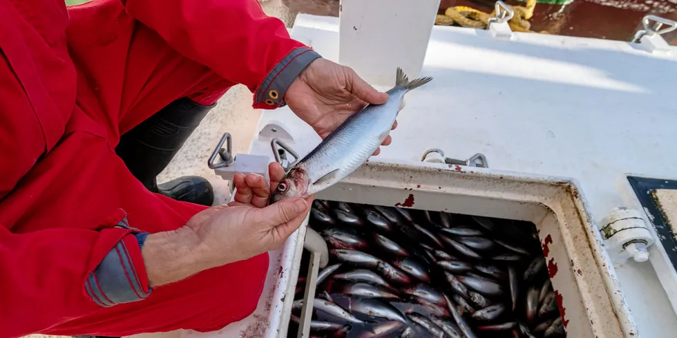 Fiskeribladet omtalte i begynnelsen av oktober at «Svanaug Elise» leverte sin første sildefangst denne høsten til Grøntvedt Pelagic på Uthaug.