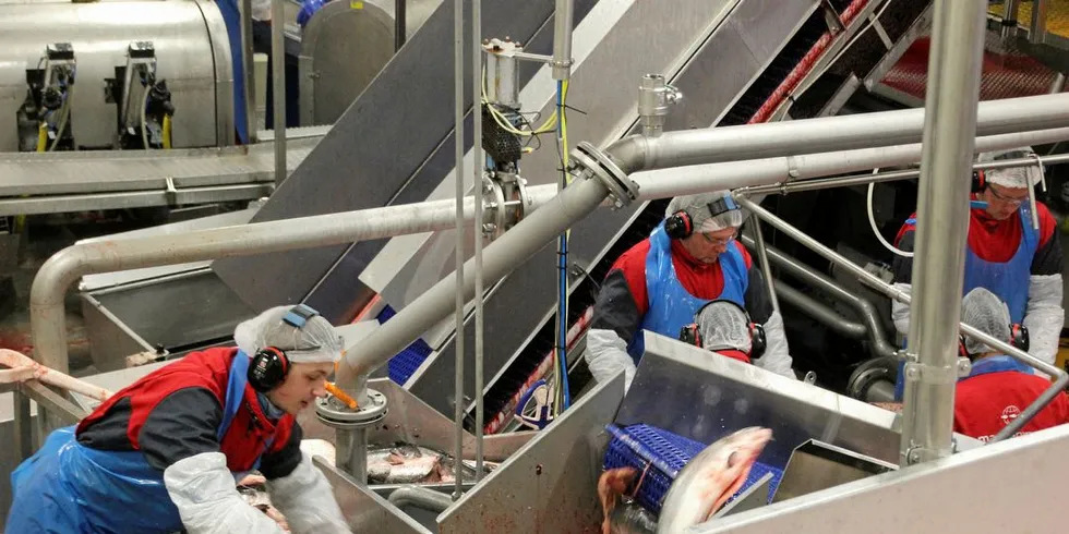 PERMITTERINGER: Fra onsdag av blir det permitteringer ved slakteriet til Marine Harvest Eggesbønes i Fosnavåg.Foto: Anders Furuset/INTRAFISH