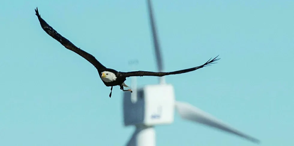 Bald Eagle flies at the US National Wind Technology Center