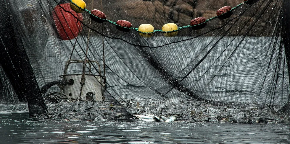 Få føringsbåter og få mottak i Vestland fylke skaper utfordringer for makrellfiskerne som har fisk låssatt.