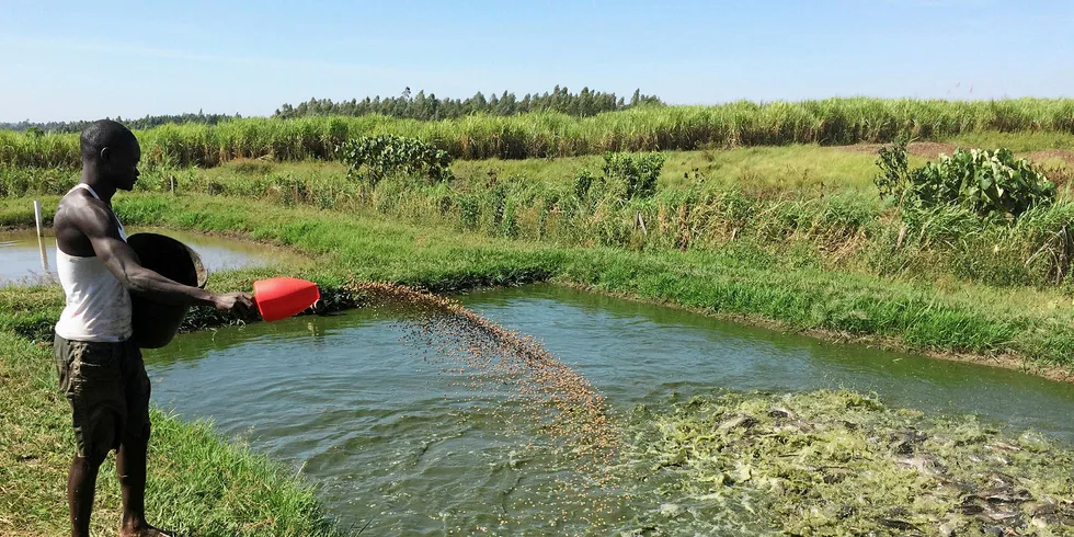 Jambo Fish African catfish farm in Kenya