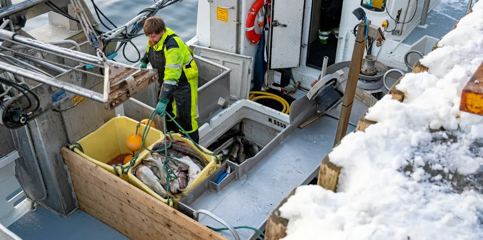 Nå klør altså norske havforskere seg nok en gang i hodet når man skal finne vitenskapelige forklaringer på sterkt sviktende skreiinnsig til kysten nå og i årene som kommer, skriver Bjørnar Nicolaisen.