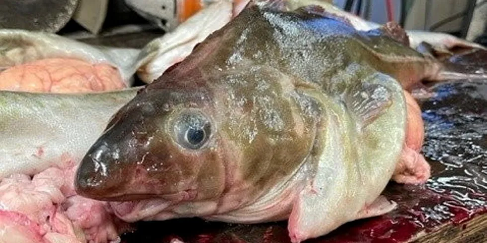 Mange fiskere er blitt bekymret etter de fikk torsk som på dette bildet i garna i Meløy.