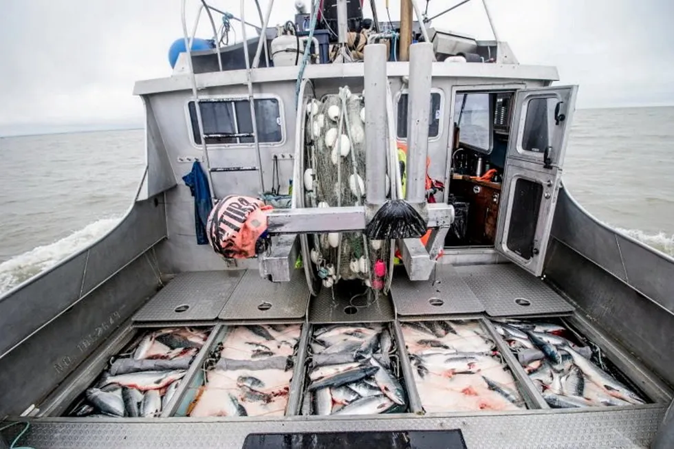While there have been record runs in recent years, Bristol Bay sockeye salmon sizes have been getting smaller, according to some scientists who study the fishery.
