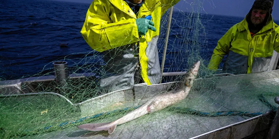 Fra neste år blir det igjen lovlig å fiske haiartene pigghå og håbrann