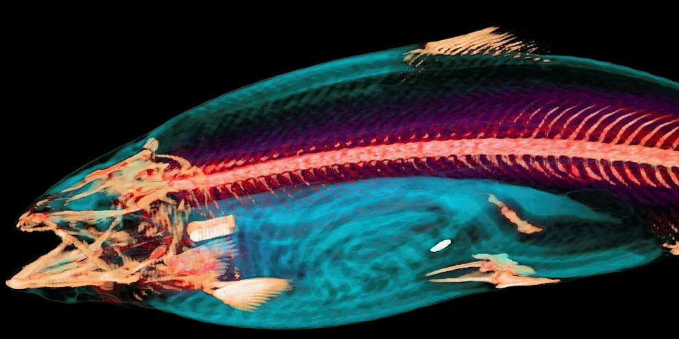 3D-bildeanalyse gir mye informasjon om fiskens indre.