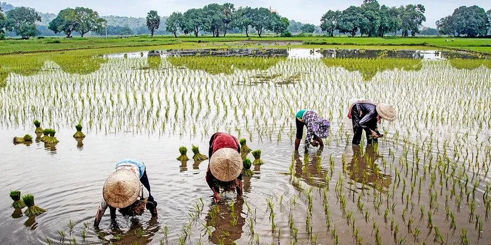Vietnamese workers harvesting rice in the Mekong Delta. By growing shrimp and rice together -- a method traditionally employed -- one company thinks it can solve issues for workers and the environment.