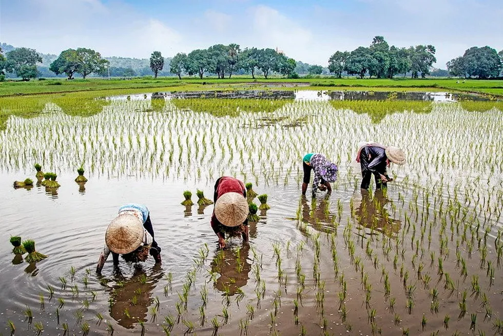 Vietnamese workers harvesting rice in the Mekong Delta. By growing shrimp and rice together -- a method traditionally employed -- one company thinks it can solve issues for workers and the environment.