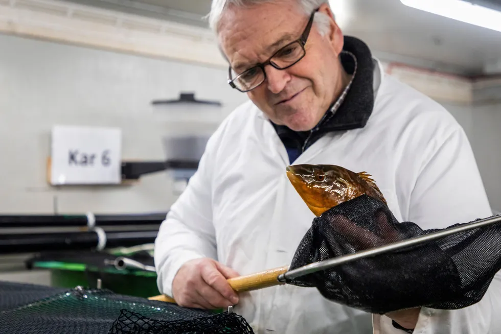Det var jubel hos Skjerneset fisk da gründer Geir Ketil Otterlei og resten av teamet lyktes med oppdrett av berggylte. Dermed kan firmaet ta et stort steg videre etter å ha bygget seg opp på befruktede egg fra rognkjeks de siste årene.