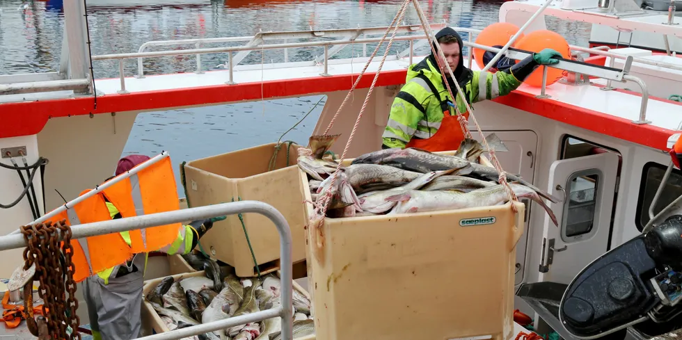 VINTERFISKET: Da innreisestoppen kom, hadde Jangaard Export på Røst fått fem av sine totalt 50 arbeidere inn i landet. Bildet viser lossing hos Jangaard i Henningsvær under vinterfisket i fjor.