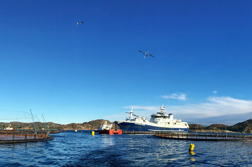 Slaktebåten «Norwegian Gannet» laster fisk i Farsund.