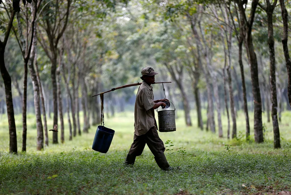 Innhøstingen av lateks fra gummitrær i Sørøst-Asia gjøres manuelt. Koronapandemien har ført til en kraftig økning i etterspørselen etter lateks engangshansker. Aksjekursene har fulgt etter.