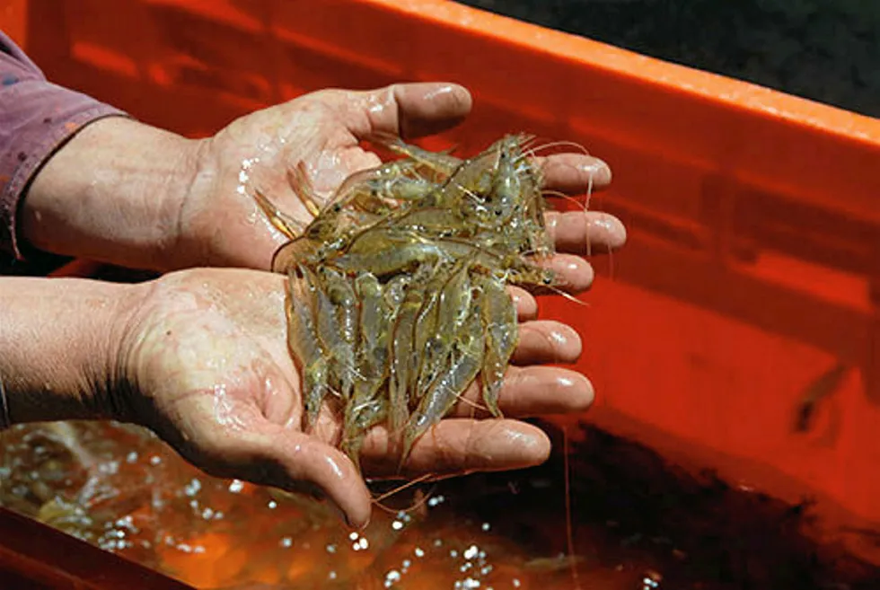 Mexico shrimp production is slated to decline.