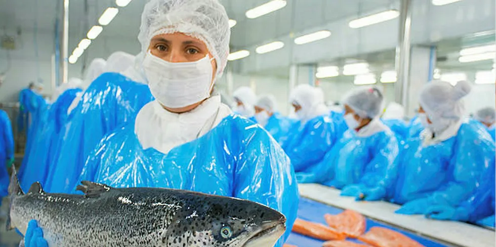 Illustrasjonsfoto av arbeider ved en av Salmones Australs fabrikker.