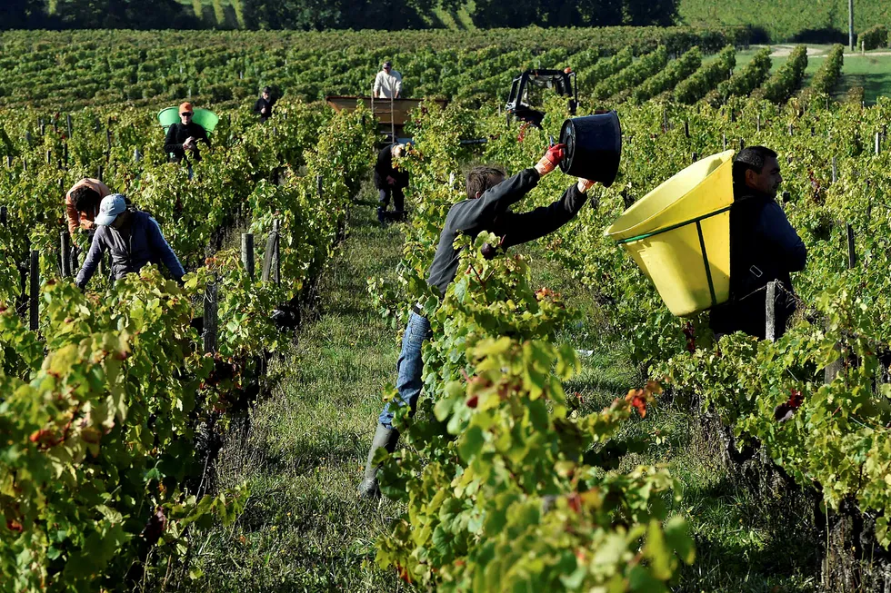 Den norske vinimportøren ønsker å selge folkelig vin fra Bordeaux. Foto: Georges Gobet