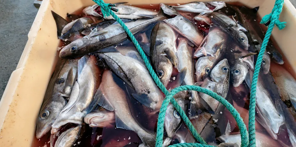 Høyre-sidens markedsstyring og mangel på fiskeripolitikk har resultert i en rasering av fiskerinæringa mange fiskeriavhengige kystkommuner, mener Finnmark Sp.
