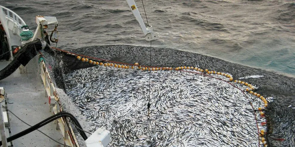 SPARE: Fiskerne vil gjerne kunne spare mer av kvoten på pelagiske fiskearter til neste år. Illustrasjonsfoto: Jack R Gerhardsen