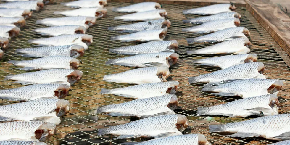 The Wisconsin university is looking for better perch rearing methods.