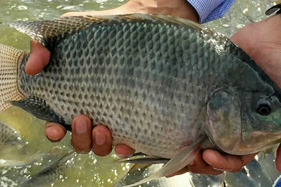 Cargill invests in new feed plant in Mexico. Tilapia.
