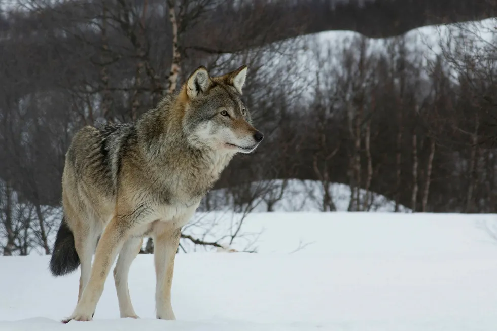 Hvis vi i Norge skal bidra til å begrense slike miljøproblemer, har det konsekvenser også for vår ulveforvaltning, sier forfatteren. Foto: Inger E. Berg