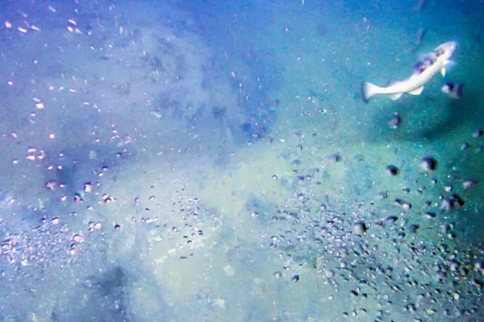 Seepage: Sea life proliferates in the plankton-rich Barents Sea