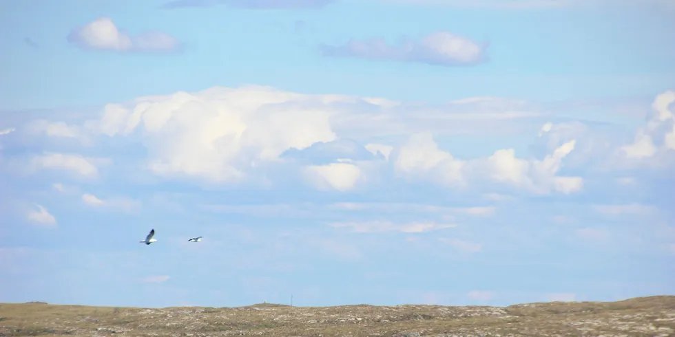 Illustrasjonsfoto fra Måsøval Fiskeoppdretts lokalitet Lamøya utenfor Frøya.