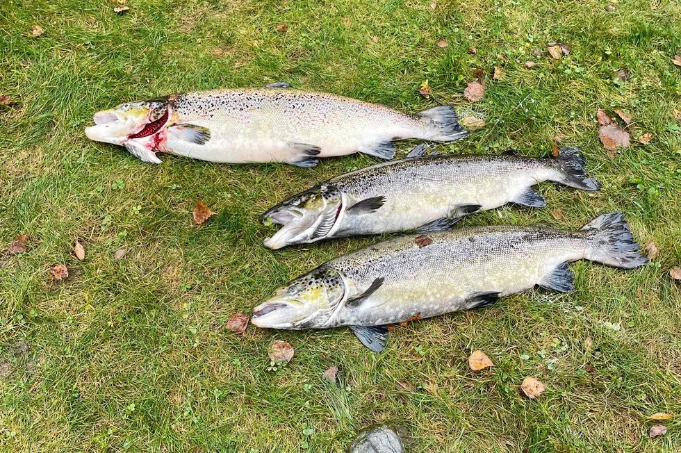 Det ble fanget flere oppdrettslaks i Vik etter rømmingen fra Aller Aqua sin lokalitet Floteneset i Vadheimsfjorden.