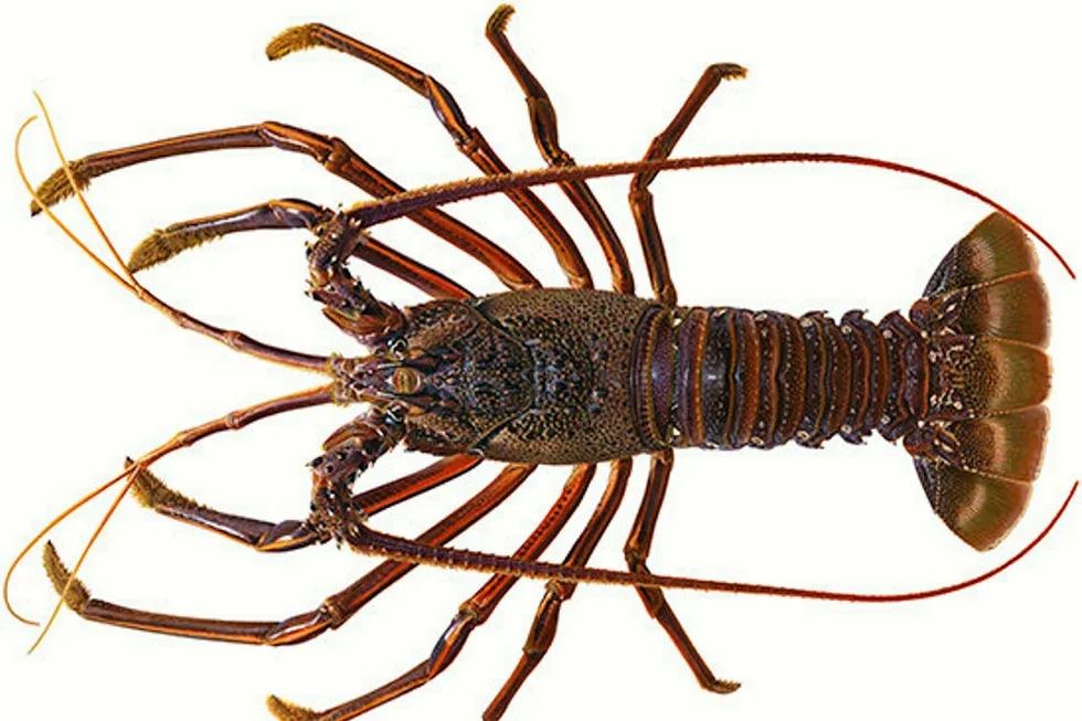 New Zealand rock lobster quota was cut in area CRA2
