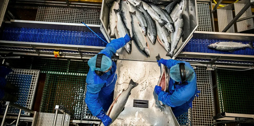 Lerøy Aurora har er stort slakteri på Skjervøy, som tokk over da rekeindustrien forsvant fra bygda.